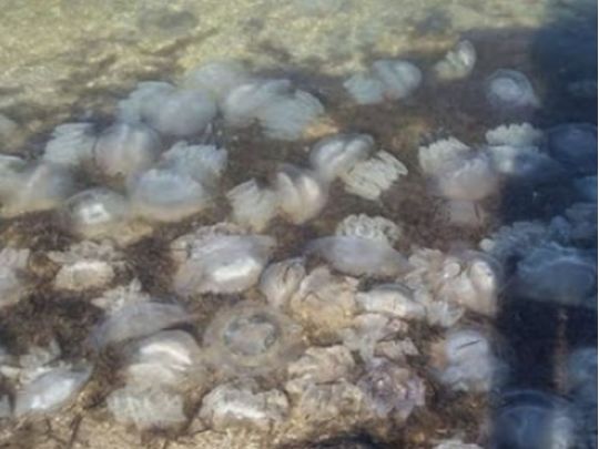 Власти Кирилловки ищут добровольцев: нужно убирать мертвых медуз с помощью трактора