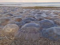 Медузы на пляже в Кирилловке