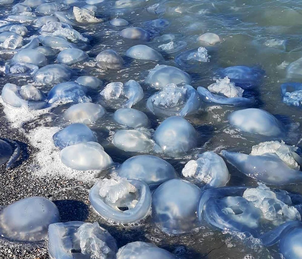 Нашествие медуз в Керчи 2021
