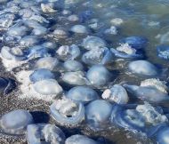 У&nbsp;воду може зайти тільки найвідважніший: у&nbsp;Кирилівку повернулися медузи та&nbsp;морські блохи