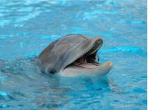 Несподіваний «атракціон» на курорті: у Залізному Порту дельфін розважав туристів
