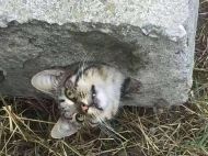 Кота довелося випилювати з&nbsp;бетону: люди прийшли на&nbsp;допомогу бідолашній тварині