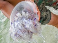 «Ми на їх території»: після шторму медузи атакували пляжі Коблево