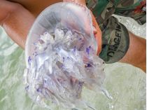 "Мы на их территории": после шторма медузы атаковали пляжи Коблево 