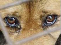 Зеленский узаконил наказание за жестокое обращение с животными: что он предусматривает