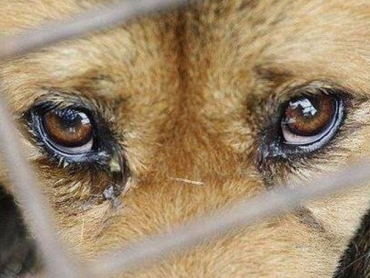 Зеленский узаконил наказание за жестокое обращение с животными: что он предусматривает
