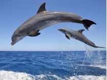 Забудьте уже о медузах: туристам рассказали, где в Кирилловке можно полюбоваться дельфинами
