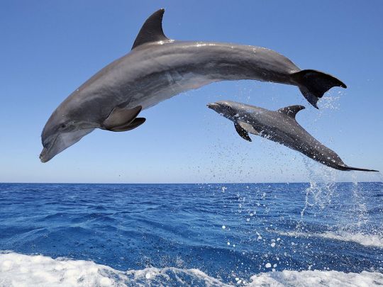 Забудьте вже про медуз: туристам розповіли, де в Кирилівці можна помилуватися дельфінами