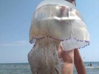 "Таких еще не видела": медузы продолжают атаковать пляжи Кирилловки