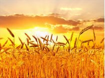 «З міністерства проводжали матом»: Горбань розповів, чому Україні довелося закуповувати пшеницю в Росії