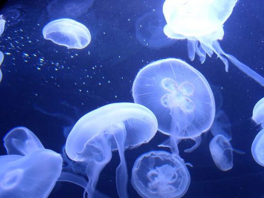 Опасны даже мертвые: в Минздраве дали советы жертвам медуз