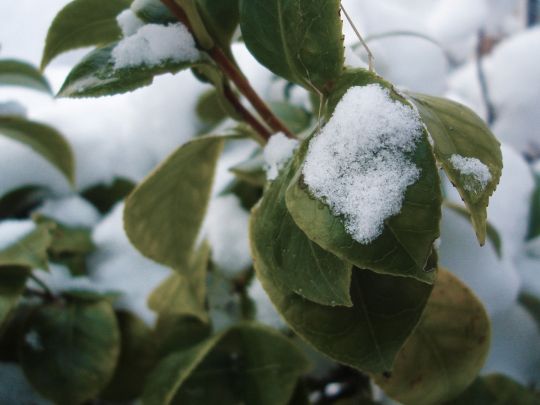 Украинцам зимой пообещали аномальную температуру: прогноз климатолога