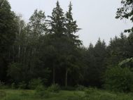 На&nbsp;Сумщині понад 150 людей шукають зниклого 7-річного хлопчика