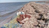На&nbsp;допомогу прийшли медузи: мешканці моря захистили молодняк на&nbsp;Азові від браконьєрів