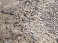 Пляжі азовського курорту перетворилися на&nbsp;цвинтар медуз: фотофакт