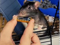 Крыса с губной гармошкой