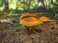 Яскравий і&nbsp;цікавий смак: рецепт ікри з&nbsp;маслюків на&nbsp;зиму