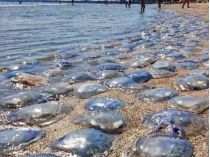 Медузы на пляже в Кирилловке
