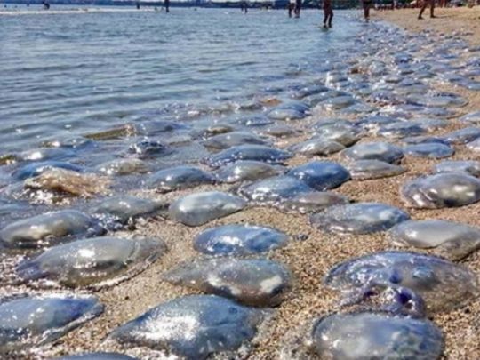 Медузи на пляжі в Кирилівці