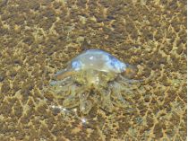 «У світі нічого кращого не придумали»: екологи знайшли спосіб зупинити навалу медуз в Азовському морі