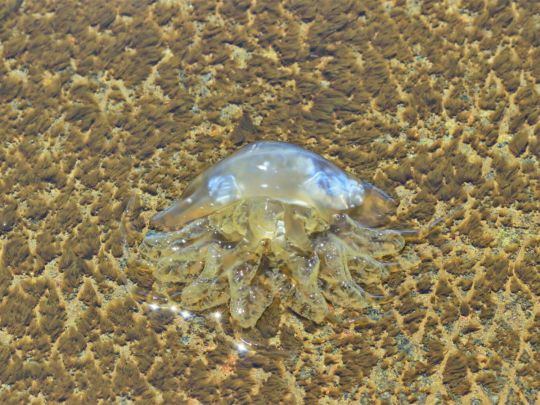 "В мире ничего лучше не придумали": экологи нашли способ остановить нашествие медуз в Азовском море