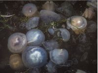 Оксамитовий сезон зірвано: в Одесі море заполонили медузи, відпочивальники не можуть зайти у воду