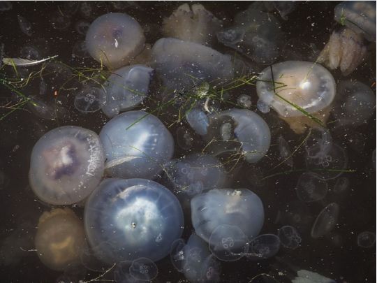 Бархатный сезон сорван: в Одессе море заполонили медузы, отдыхающие не могут зайти в воду