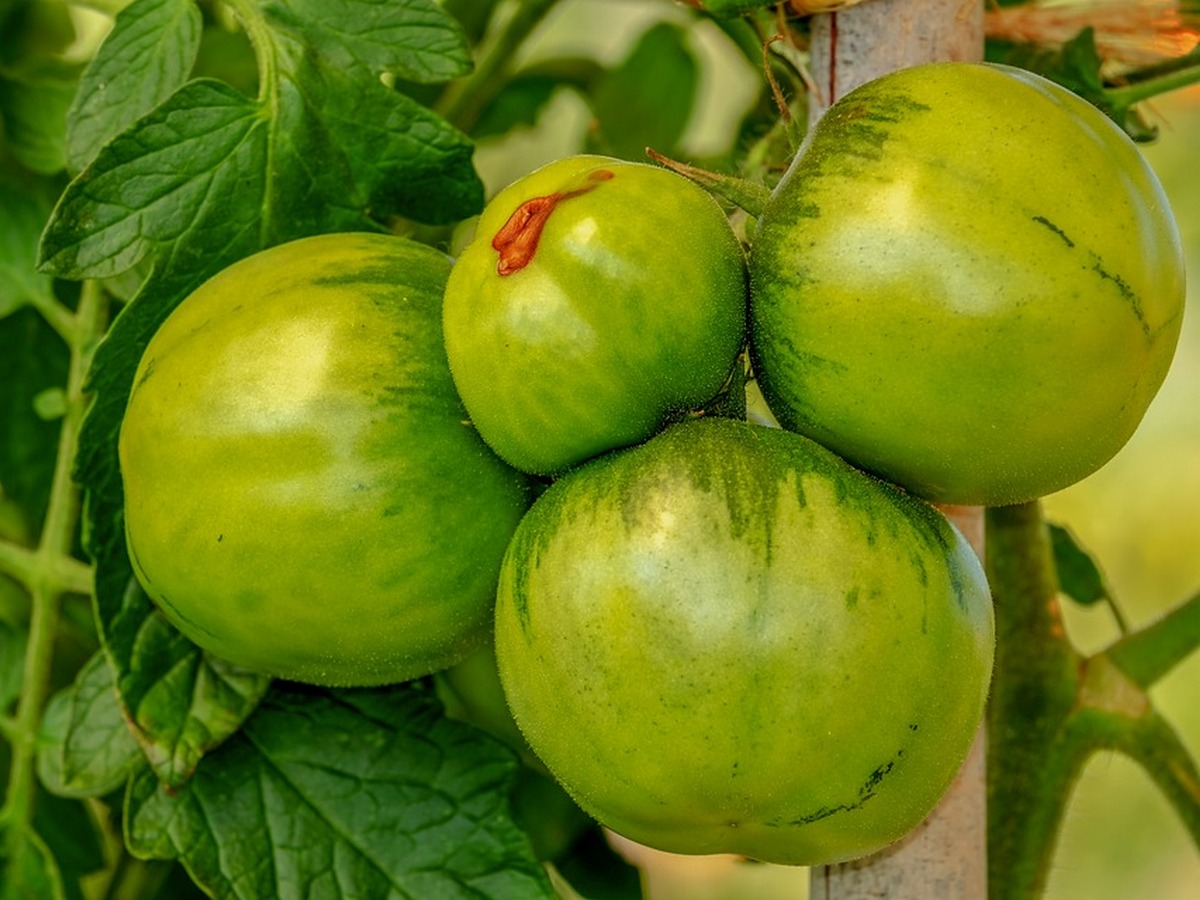Заготовки на зиму из зеленых томатов - 6 проверенных рецептов