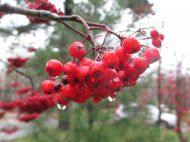 Выходные будут дождливыми и&nbsp;холодными: синоптики рассказали, когда отступит непогода