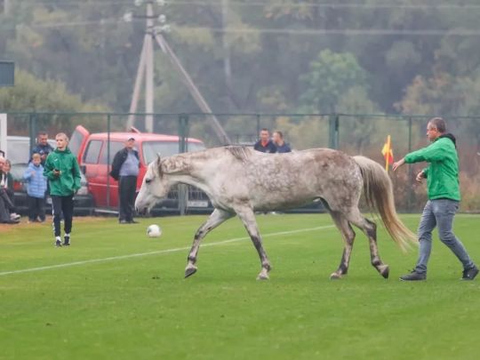 Лошадь прервала футбольный матч Украина - Италия
