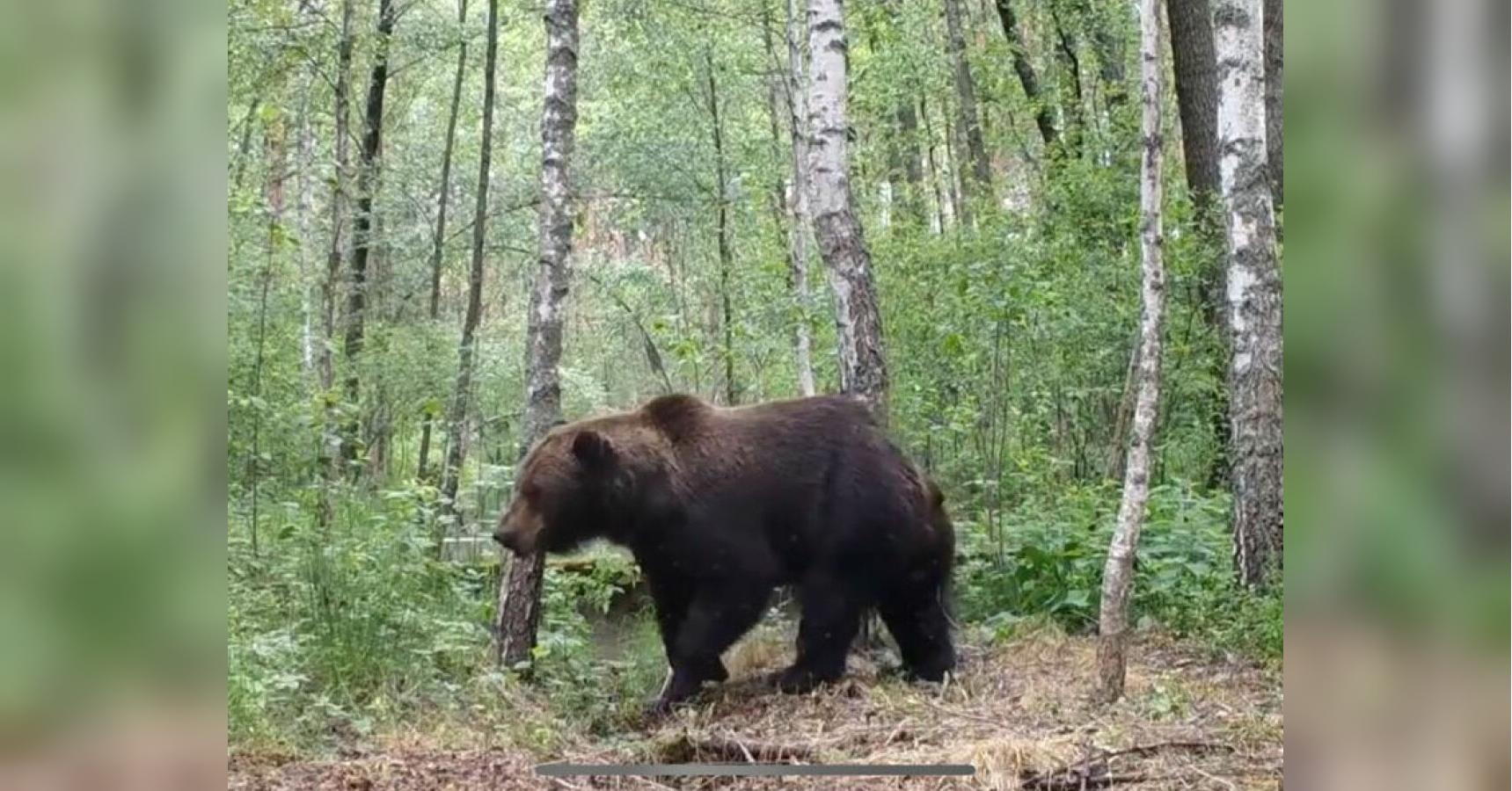 Медведь Чернобыль зона отчуждения