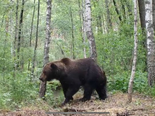 Чорнобильську зону активно заселяють ведмеді: відеодоказ