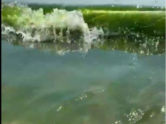 Зеленая вода в Затоке