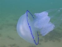 Не час розслаблятися: «бойові медузи Путіна» окупували порт Одеси