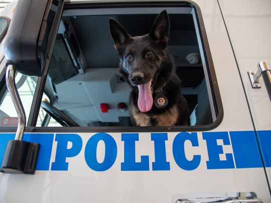 Поліцейський собака