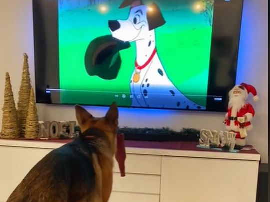 Собака перед екраном