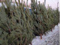 Чип обязателен: киевлянам рассказали, где они могут купить елку к Новому году