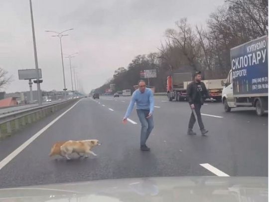 Собаки на Бориспільській трасі
