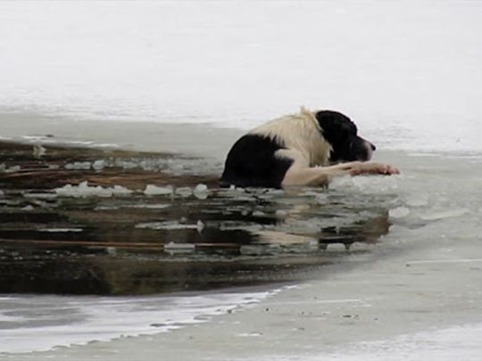 У Києві собака врятував дитину, що провалилася під лід (відео)