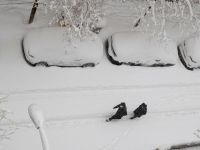 Морози повернулися із мокрим снігом, але незабаром знову «плюс»: погода приготувала українцям сюрприз