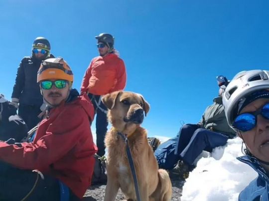 Собака з альпіністами