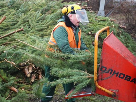 Пора сдавать елку: в Киеве открывают пункты утилизации новогодних деревьев (адреса)