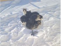 Коти на супутниковій тарілці