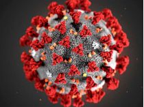 У новий рік&nbsp;— із новим штамом: у Франції виявили коронавірусний «Камерун»