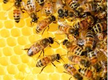 пчелы и мед