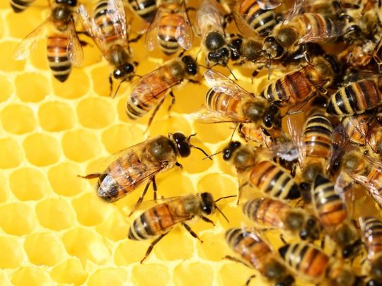 бджоли та мед