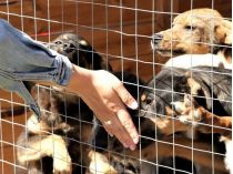 Каждому «хвостику» нужен дом: как украинские компании помогают беспризорным животным