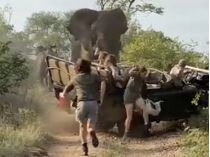 Слон и машина с туристами