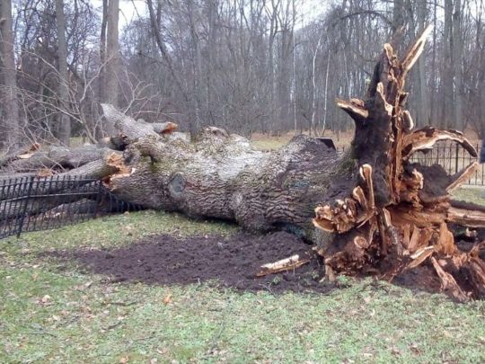 Дерево, що впало