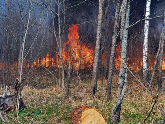В Чернобыле горит лес